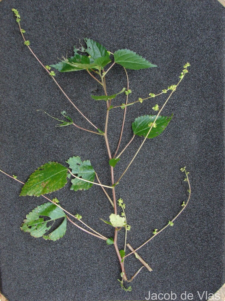 Laportea interrupta (L.) Chew